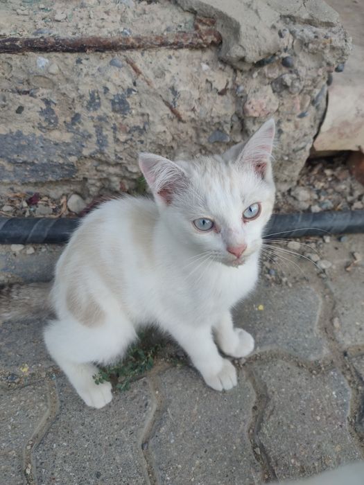 Котенок мальчик  в добрые руки