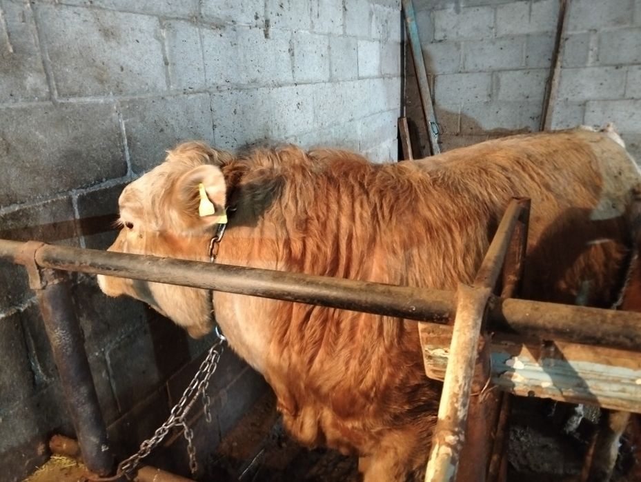 Продам бычка возраст 1, 6 месяцев