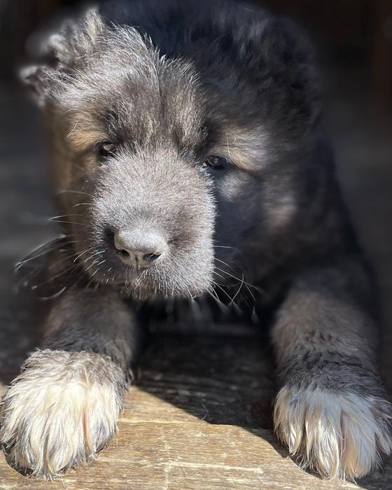 Щенки кавказской овчарки