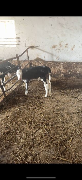 buzoq (sut emdi) sotiladi