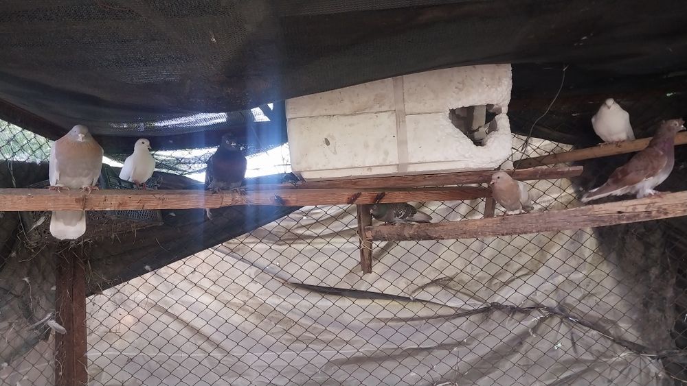 Здраствуйте,голубей продаётся оптом,15 штука,