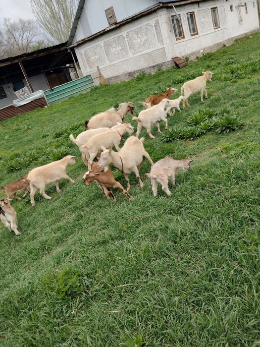 Сұтті ешклер сатылады
