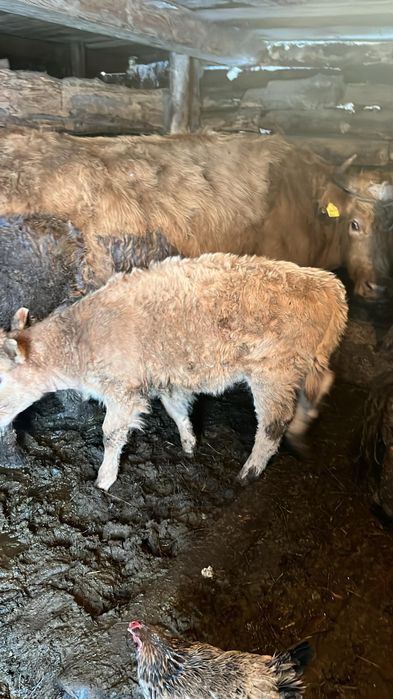 Продам коров с телятами.