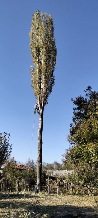Рязане,кастрене,арборист,подрязване на опасни дървета