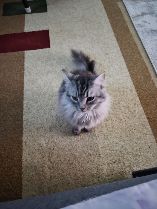 Кошка сибирская мальчик