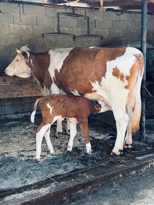 Vaca baltata cu vitel