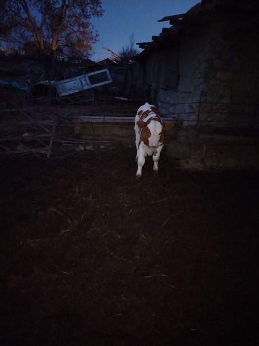 Semental buqqacha sotiladi