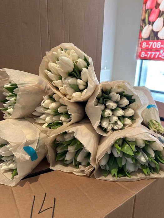 Тюльпаны оптом беллорусь