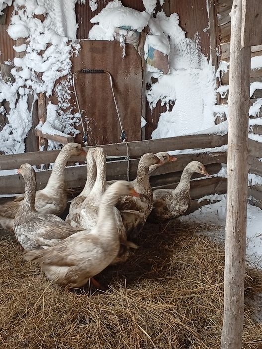 Продам гусей на развод или мясо