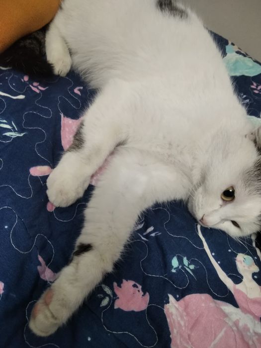 Отдам кошечку в хорошие руки