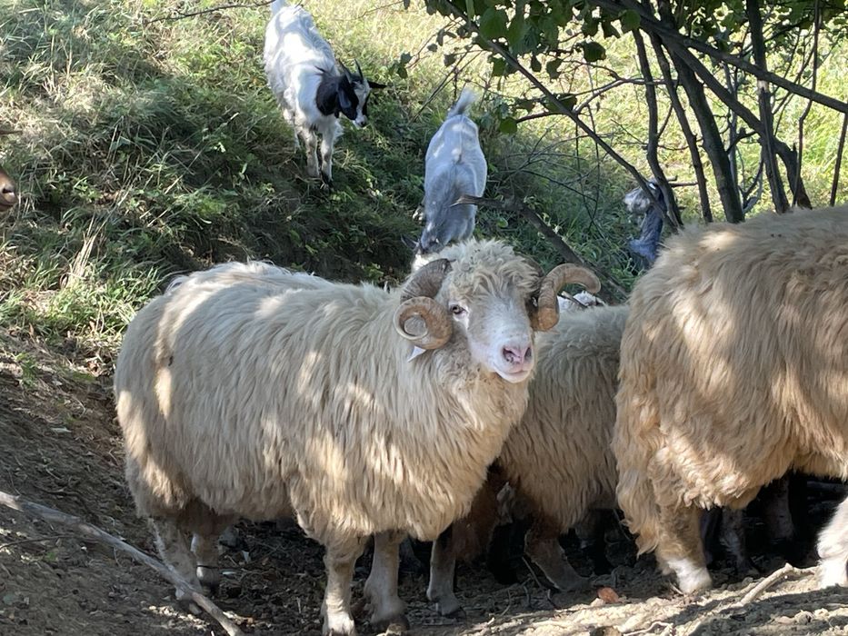 Disponibili doi berbeci Băli