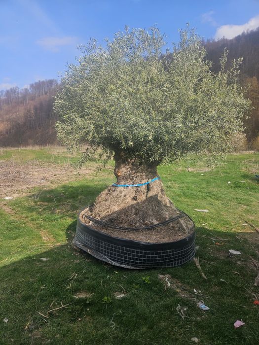 Măslin secular ( oleea europaea )