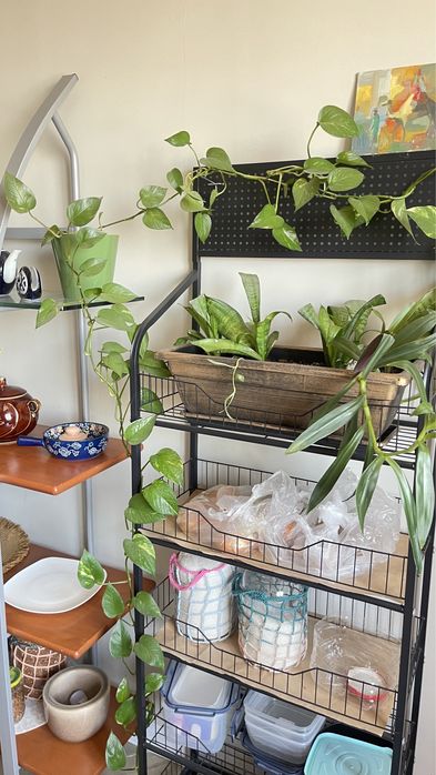 Продам комнатные цветы