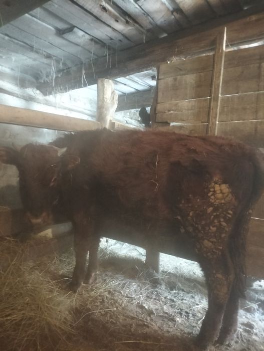 Полтарашка и торпактар сатылады