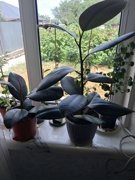 Продам домашние/садовые. Цветы.