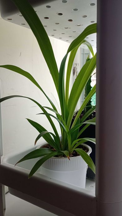 Комнатные цветы разные