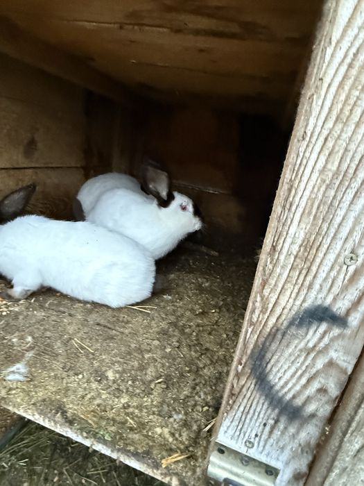 Vând iepuri uriași de Transilvania