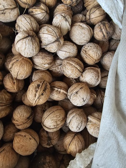 Орехи грекски домашное