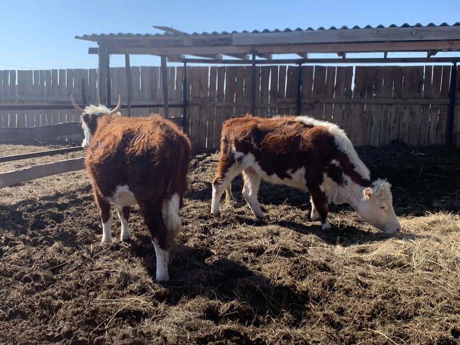 Кашар сатам 2,5 жаста қысыр