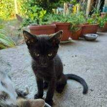 коте бебе търси дом