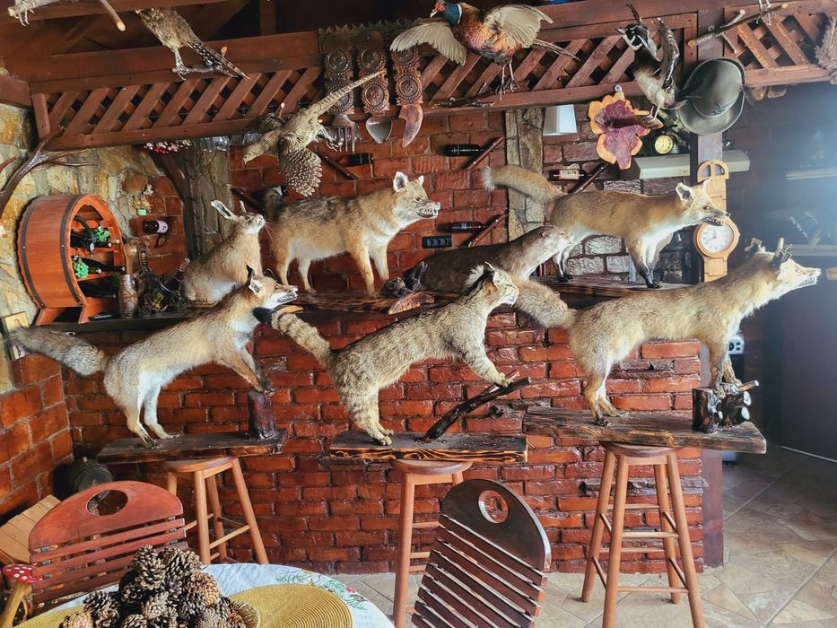 Păsări decor inpaiate