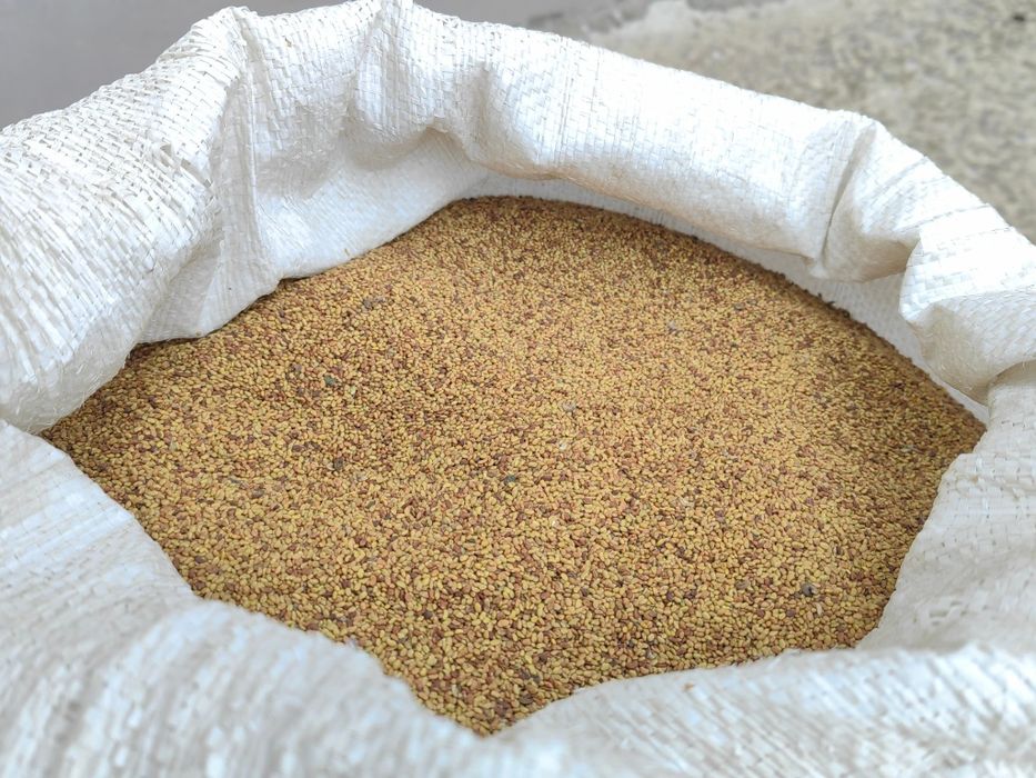 Люцерно семе Плевен 6 реколта 2025