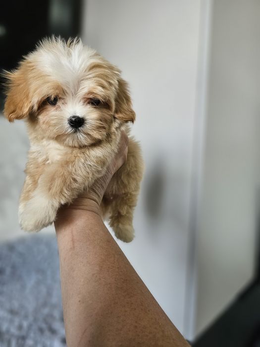 Мальтипу разных окрасов