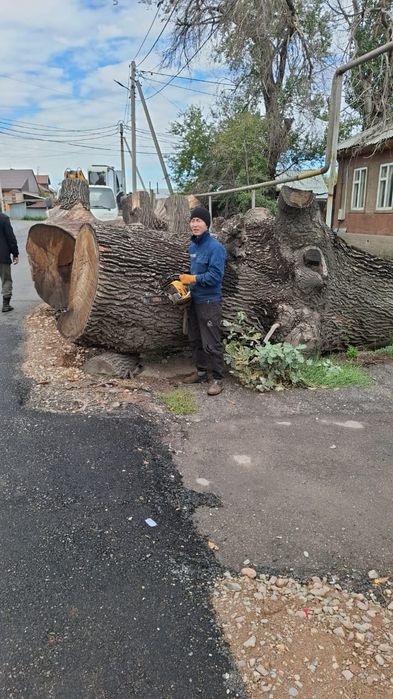 Спил дерево и обрезка плодовых деревьев