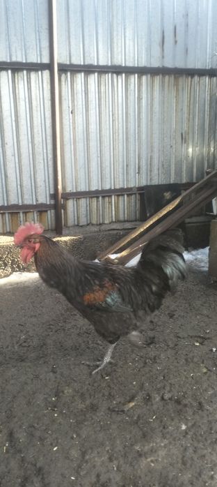 Срочно Қораздар сатылады