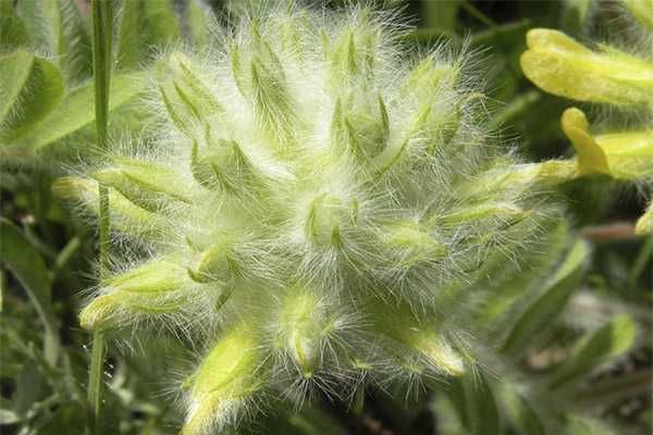 Окопник/астрагал (ростки)