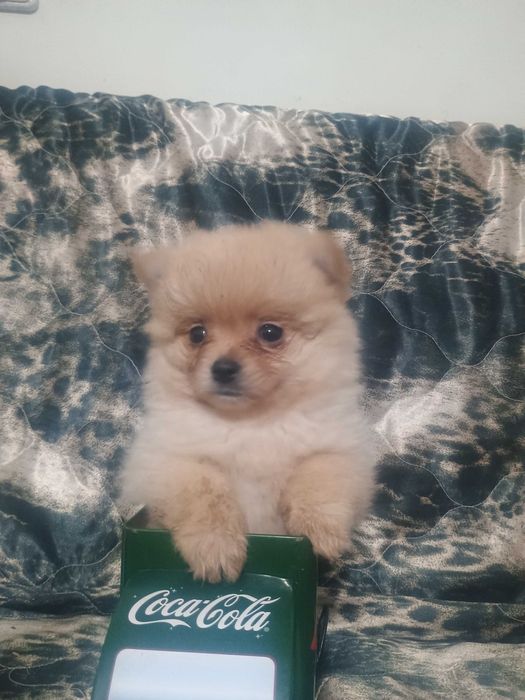 Свободно момче померанче