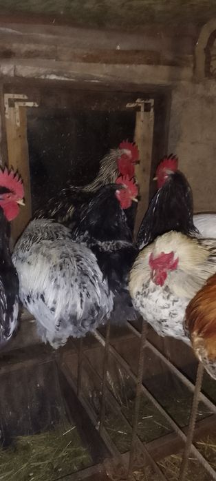 Продам молодых петухов