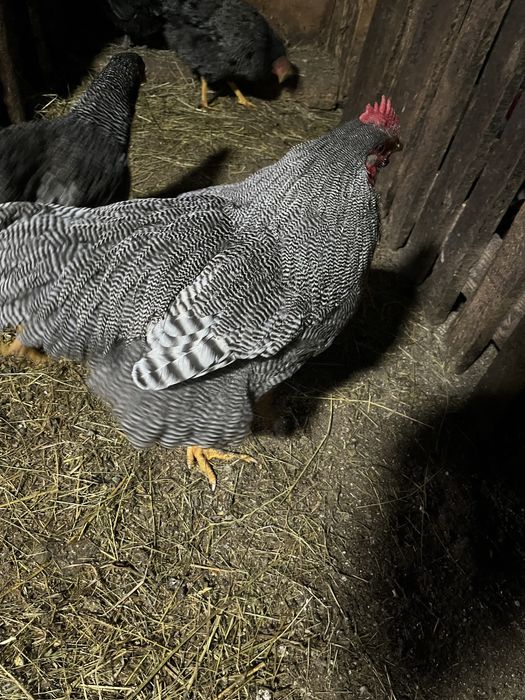 austrlop alb si playmont barat