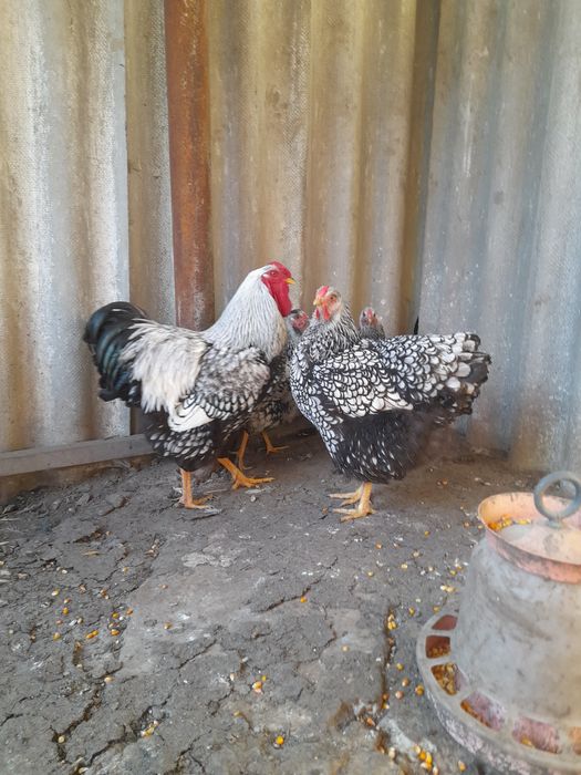 Vând ouă și pui Mii de Flori Porțelan,cochinchina pitic porțelan și negru bobat, Brahma Uriaș din 9 culori