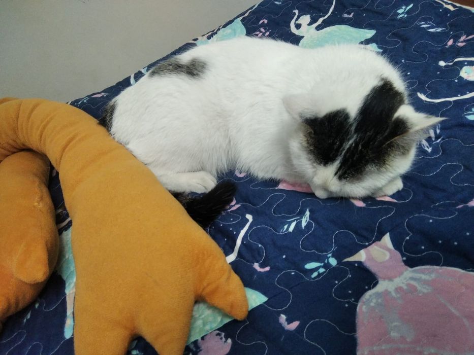 Отдам кошечку в хорошие руки