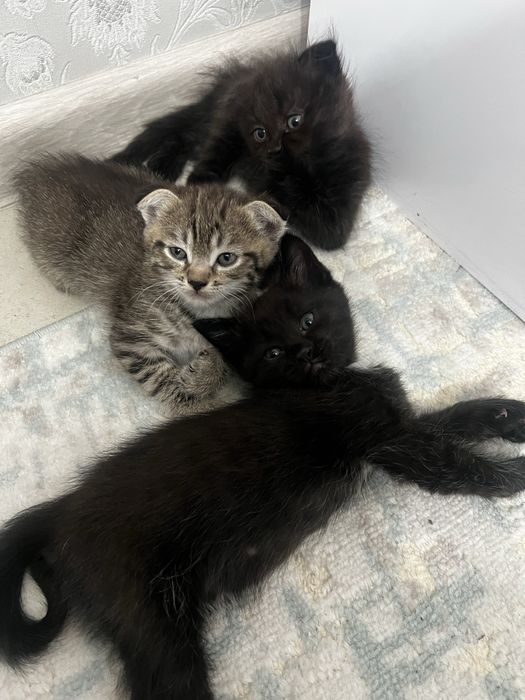 Котята вислоухие