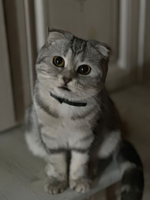 Шотланский виславуха домашний