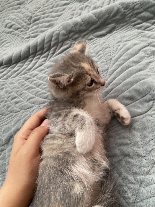 Отдаем котят в добрые и надежные руки