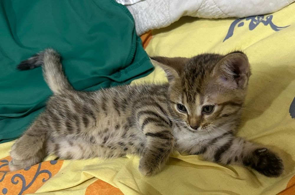 Продам бенгальских котят