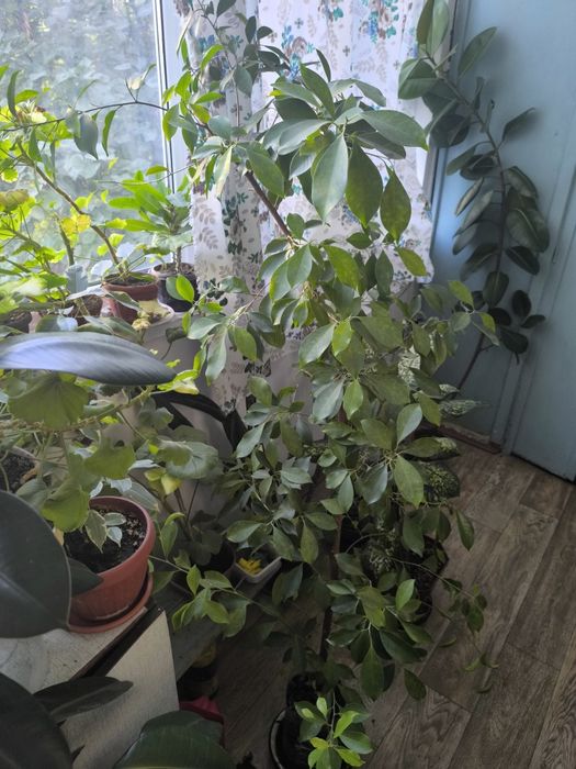 Фикус Бенджамина. Комнатный цветок для вашего офиса и дома.