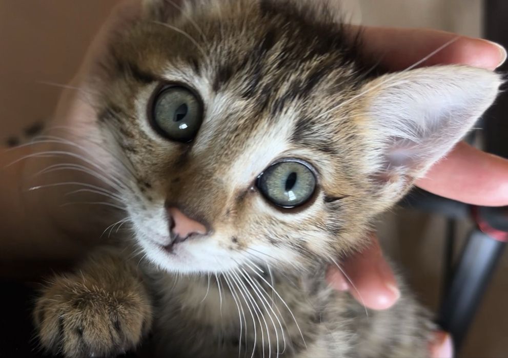 Котёнок окраса табби