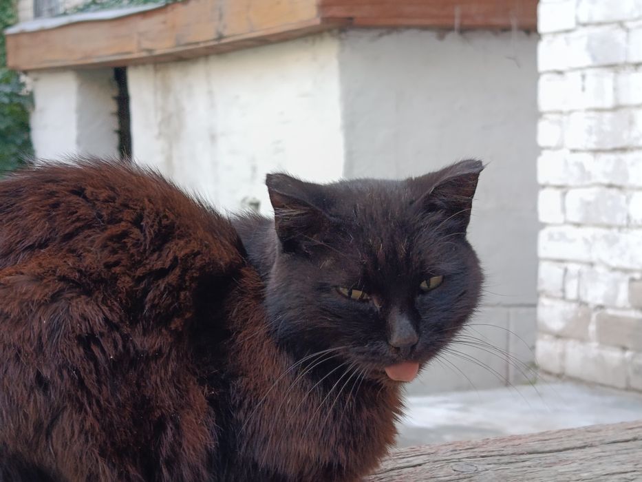 Электрик, домашний мастер