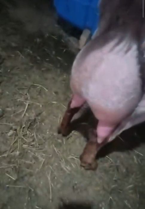 Англонубиская ешкі ерке лағымен