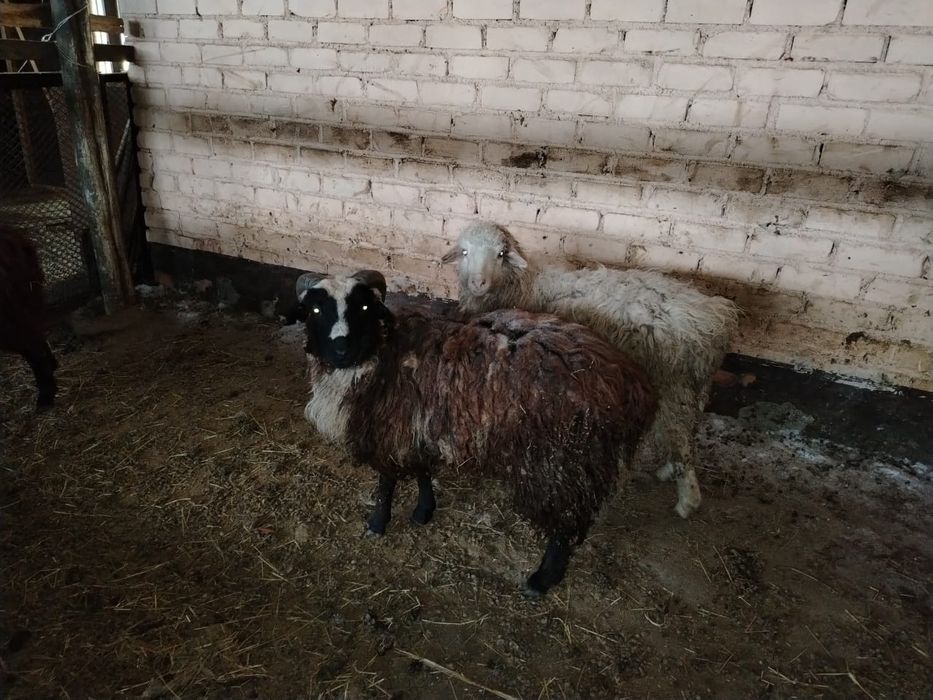 Продам черного кушкара