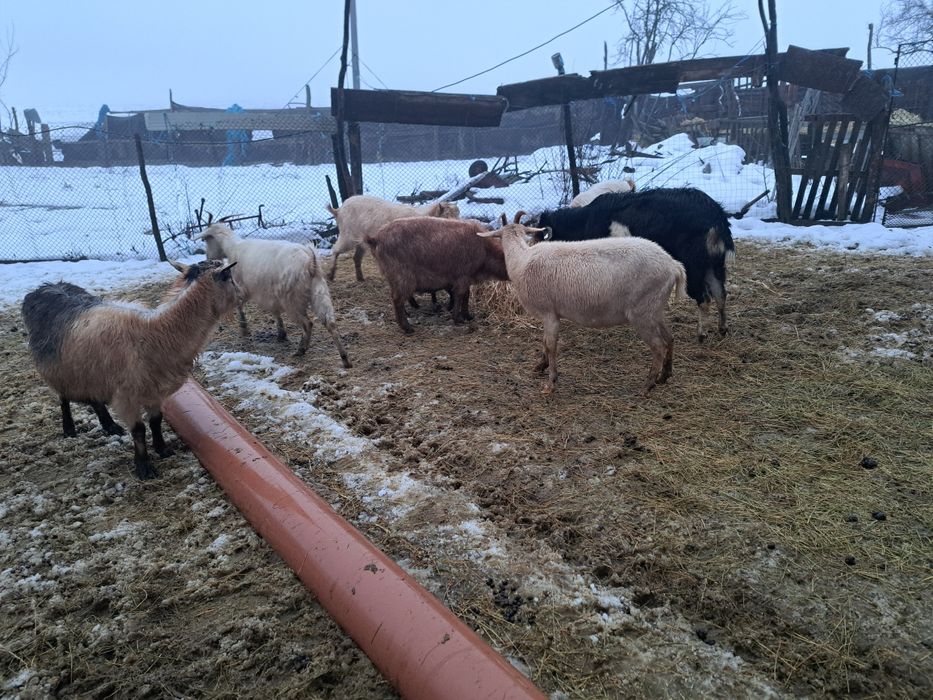 Vând 5 capre,2 țapi si 2 iedute.