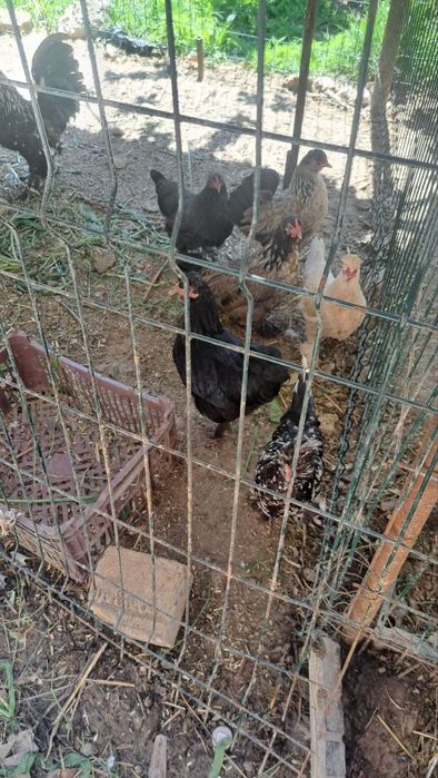 Yaponcha tovuq sotiladi