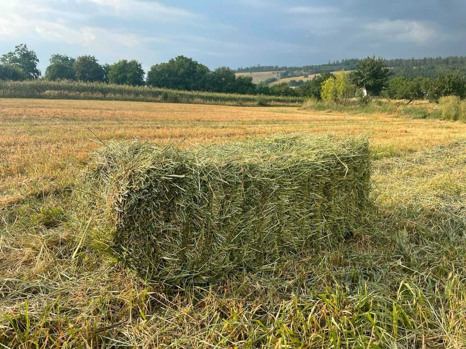 Vând baloți de lucernă și fân  jud.Suceava