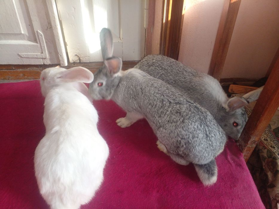 Нар мода куенлар сотилади