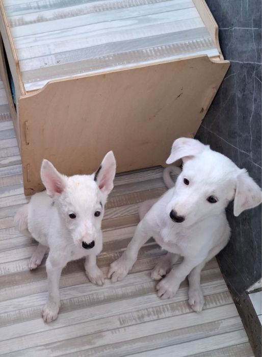 Щенки добрым хозяевам