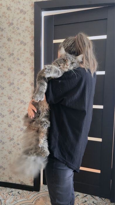 Кот на вязку Мейн Кун полидакт